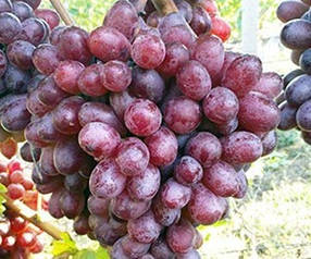 Виноград Шоколадний (саджанці)