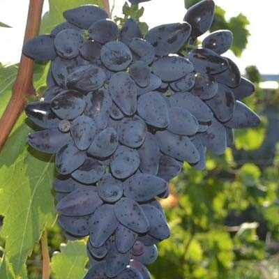 Виноград Вікінг (саджанці)