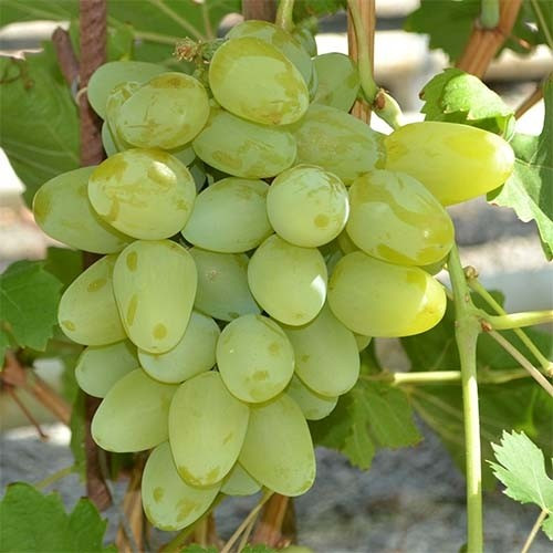 Виноград Бажена (саджанці)