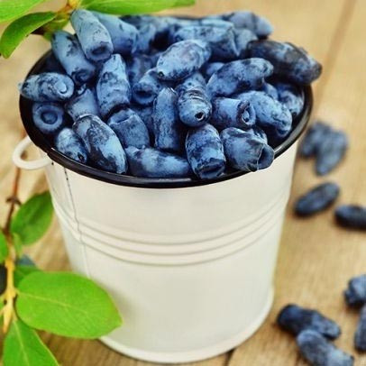 Жимолость Карина (саджанці)