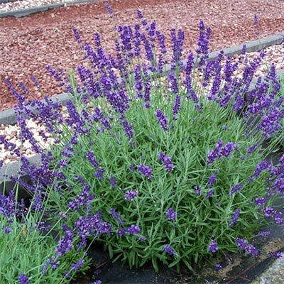 Лаванда Dwarf Blue (саджанці), фото 3