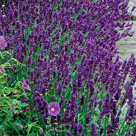 Лаванда Dark Hidcote Blue (саджанці)