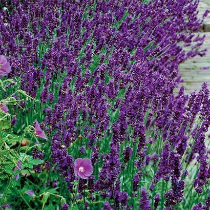 Лаванда Dark Hidcote Blue (саджанці), фото 1