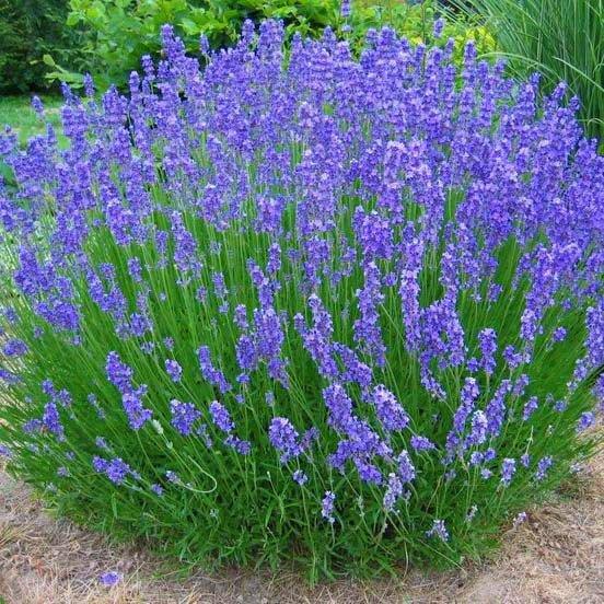 Лаванда Grosso (саджанці)