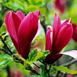 Магнолія Nigra, фото 1