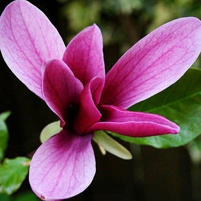 Магнолія Nigra, фото 2