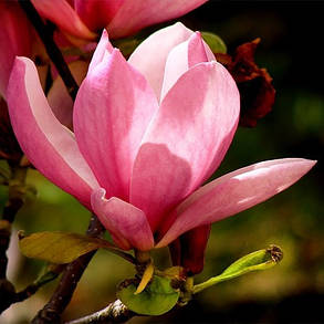 Магнолія Nigra, фото 3