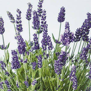 Лаванда Lavance Purple (саджанці), фото 3