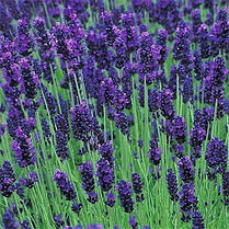 Лаванда Lavance Purple (саджанці), фото 4