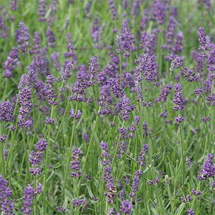 Лаванда Essence Purple (саджанці), фото 3