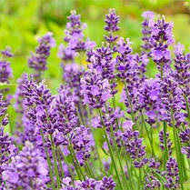 Лаванда Essence Purple (саджанці), фото 4
