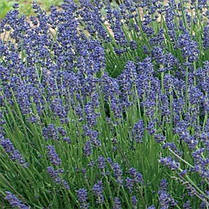 Лаванда Essence Purple (саджанці), фото 5