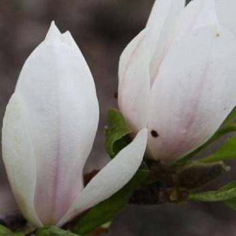 Магнолія "X soulangeana Amabilis", фото 1