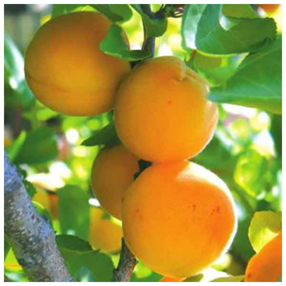 Абрикос Шелудько (середнього строку дозрівання)