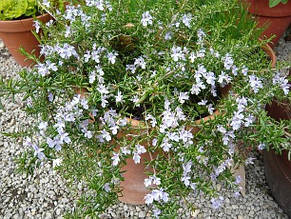 Розмарин Capri (саджанці), фото 3