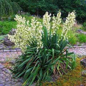 Юка Filamentosa (саджанці), фото 1