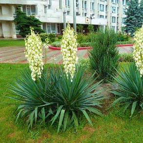 Юка Filamentosa (саджанці), фото 4