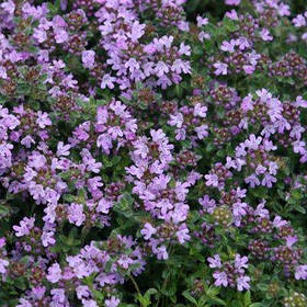 Чебрець Pseudolanuginosus (саджанці)