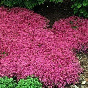 Чебрець Coccineus (розсада), фото 4