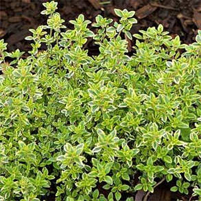 Чебрець Gold Lemon (саджанці), фото 4