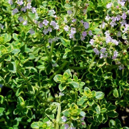 Чебрець Citriodorus Lemon (саджанці), фото 3