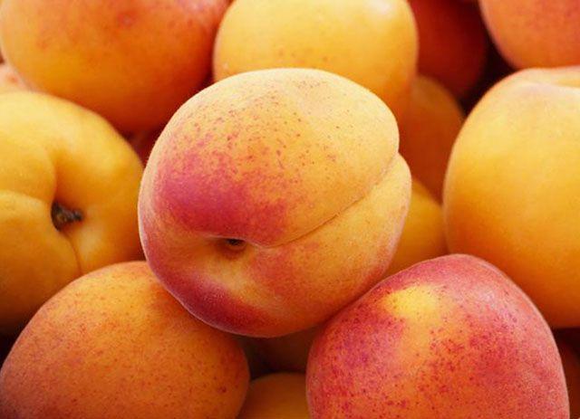 Абрикос Сам Бібер (середній)