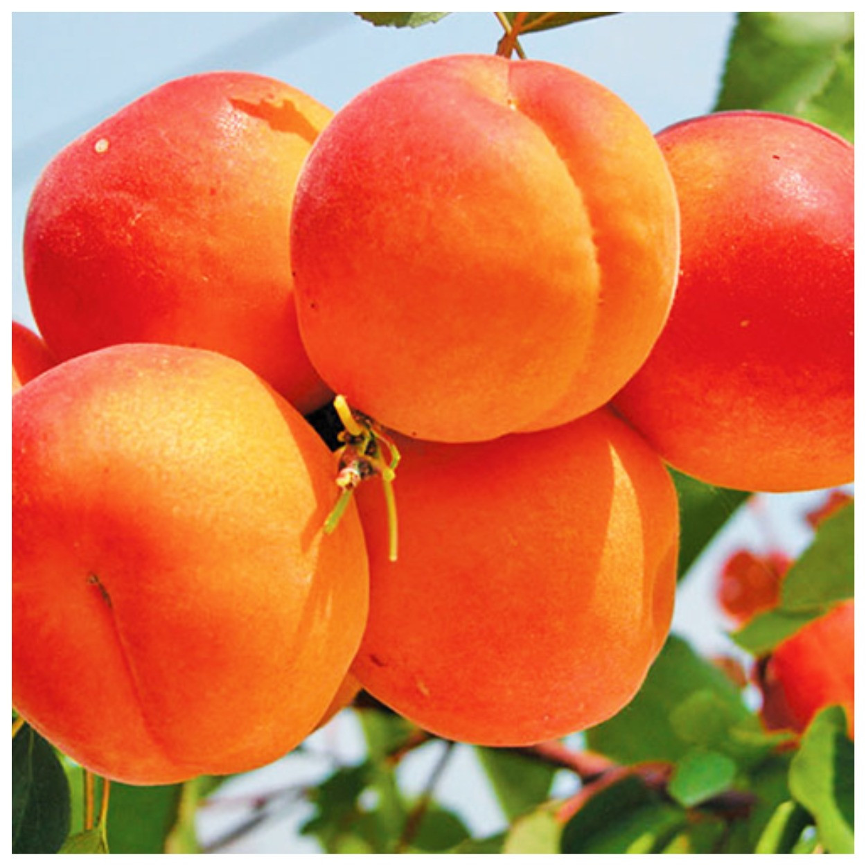 Абрикос Ерлі Ред Оранж (ранній)