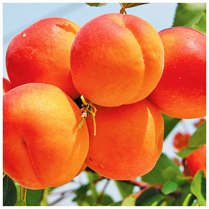 Абрикос Ерлі Ред Оранж (ранній), фото 1