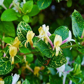 Жимолость японська Aureoreticulata (саджанці), фото 1
