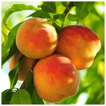 Персик Старк Ерлі Глоу