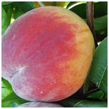 Персик Пам'яті Родіонова