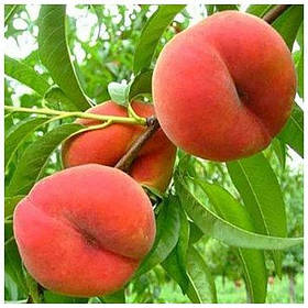 Персик інжировий Сатурн (середній)