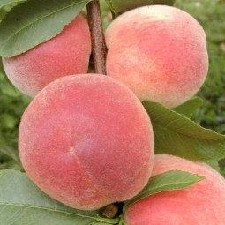 Персик Мудлен Пуйе