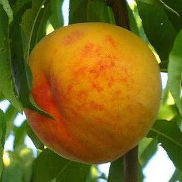 Персик Вайн Голд Т3 (середній), фото 1