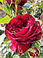 Майрас Ред  (Mayra's Red), фото 9