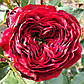 Майрас Ред  (Mayra's Red), фото 8