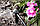 Крапельниця садова Presto-PS регульована 0-6 л/год на стійці (7706), фото 6