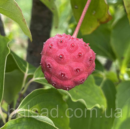Дерен коуза китайський / Р9 / Cornus kousa chinensis, фото 3