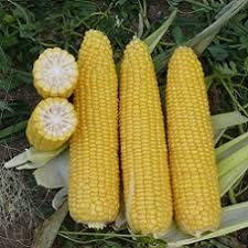 Насіння кукурудзи ДОБРИНЯ Ф1 2500 с.ранн.солодка Ларк Сідс, фото 1