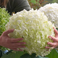 Гортензія Annabelle сажанець контейнер 0.5 л