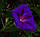 Іпомея Пурпурно-чорна насіння (Hem Zaden) 0.5 г, фото 3