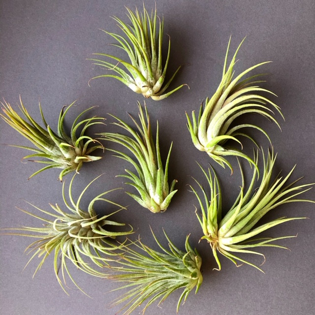 Тіландсія атмосферна Іонанта (Tillandsia Ionantha) mix, фото 1