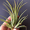 Тіландсія атмосферна Іонанта (Tillandsia Ionantha) mix, фото 4