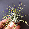 Тіландсія атмосферна Іонанта (Tillandsia Ionantha) mix, фото 5