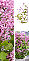 Бузок Мейєра Флауерфеста Рожевий/Syringa meyeri. Flowerfesta® Pink, С4, 35+см.