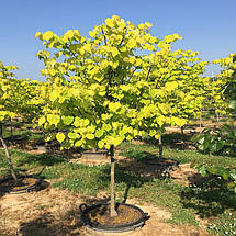 Церцис канадський Хартс оф Голд / h 60-80 / Cercis Hearts of Gold, фото 3