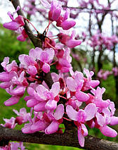 Церцис канадський Хартс оф Голд / h 60-80 / Cercis Hearts of Gold, фото 4