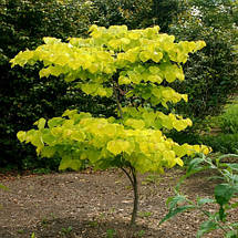 Церцис канадський Хартс оф Голд / h 60-80 / Cercis Hearts of Gold, фото 2