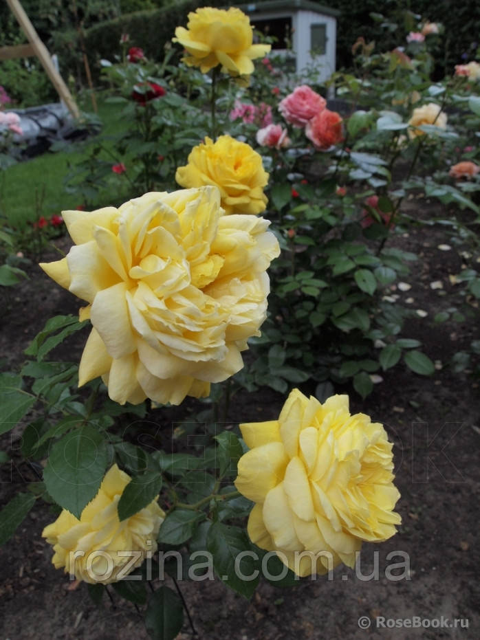 Саджанці троянди "Тулуз Латрек" - фото 2 - id-p1327965594