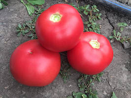 Насіння томату Сапфір (Sapfir-1625) F1, 250 шт., рожевого індетермінантного